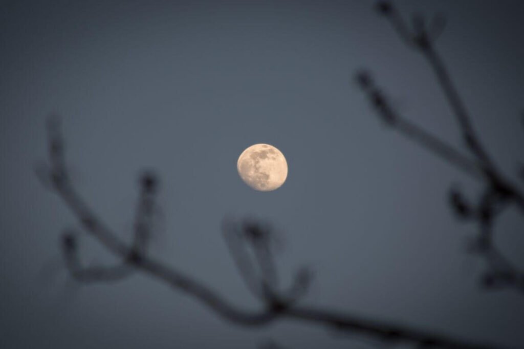 Lua cheia visível através de galhos de árvore sem folhas contra um céu crepuscular