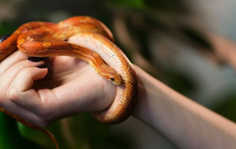 Cobra alaranjada com padrões em tom mais escuro enrolada no braço de uma pessoa, destacando-se pela textura detalhada de suas escamas e olhar curioso.