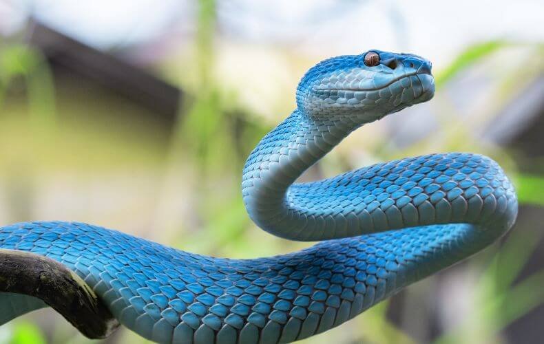 Cobra de cores vibrantes em azul celeste com olhos marcantes enrolada em um galho, em um ambiente natural com fundo desfocado.