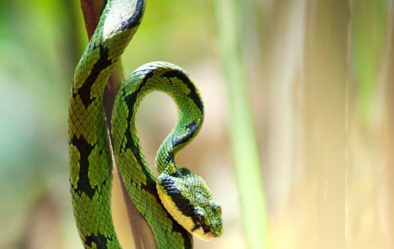 Cobra verde com marcas amarelas e negras enrolada em um galho fino, destacando-se contra um fundo desfocado de tons suaves da natureza.