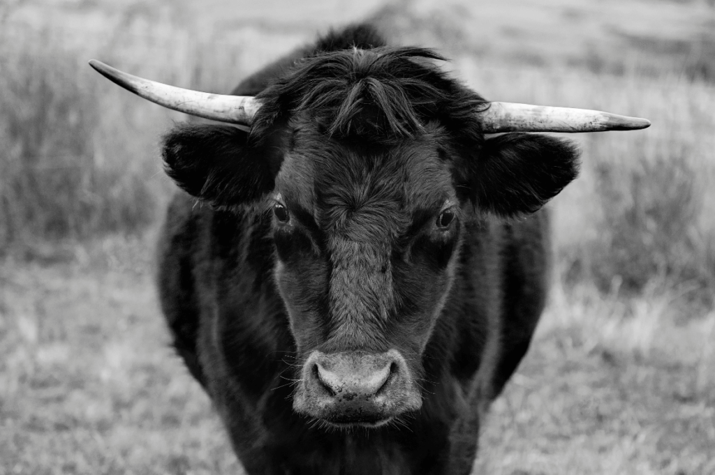 Imagem em preto e branco de um boi de frente com chifres longos sobre fundo desfocado de campo.