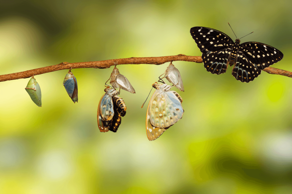 Imagem de uma sequência de casulos de borboleta pendurados em um galho, representando as várias fases de transformação, desde o casulo fechado até a borboleta totalmente formada. A imagem simboliza o processo de metamorfose e crescimento pessoal, com uma borboleta adulta em destaque à direita, mostrando a conclusão desse ciclo de transformação. Ideal para conteúdos sobre desenvolvimento pessoal, evolução, mudanças e resiliência, bem como temas de superação e crescimento.